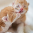 ニャンコのため300円支援