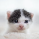 ニャンコのため100円支援