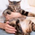 ニャンコのため500円支援